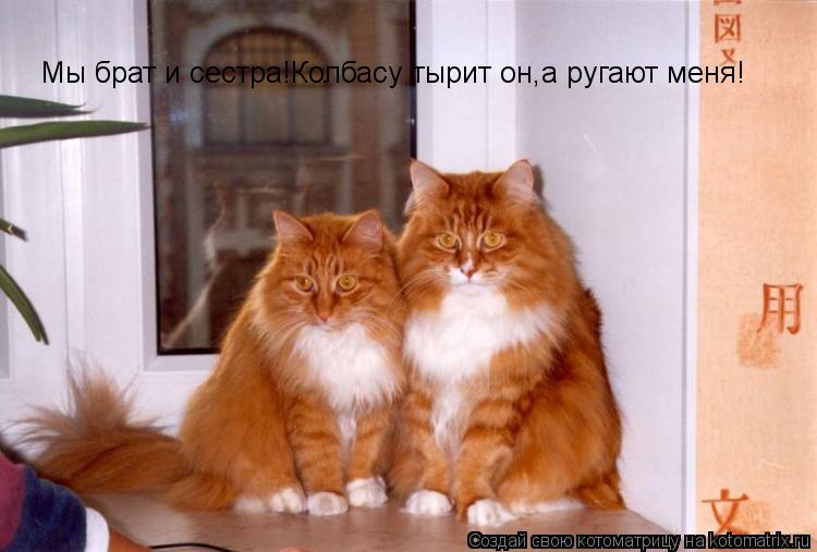 Котоматрица: Мы брат и сестра!Колбасу тырит он,а ругают меня!