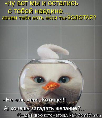 Котоматрица: -ну вот мы и остались с тобой наедине.... - Не ешь меня, Котище!!! зачем тебя есть если ты-ЗОЛОТАЯ? А! хочешь загадать желание?...