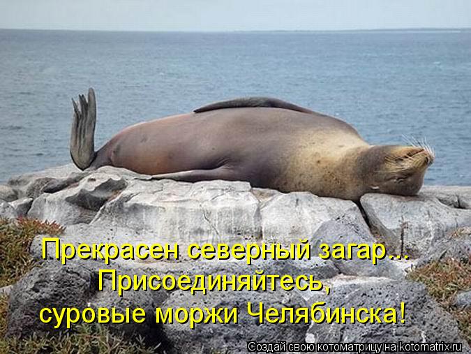 Котоматрица: Прекрасен северный загар... Присоединяйтесь,  суровые моржи Челябинска!