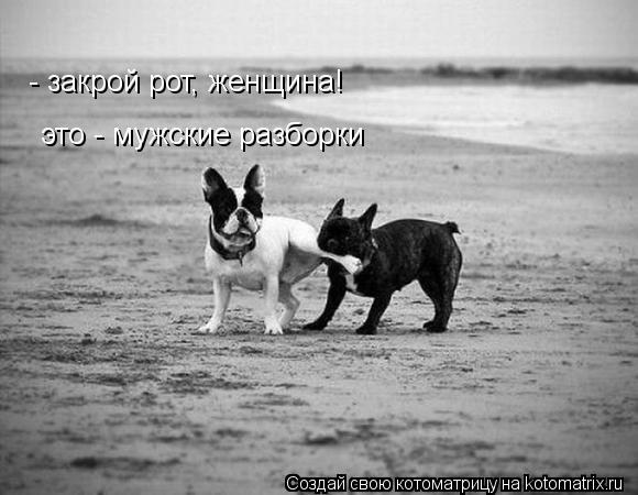 Котоматрица: - закрой рот, женщина! это - мужские разборки