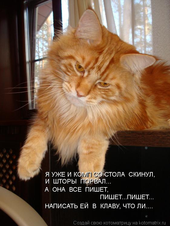 Котоматрица: Я УЖЕ И КОМП СО СТОЛА  СКИНУЛ, И  ШТОРЫ  ПОРВАЛ... А  ОНА  ВСЕ  ПИШЕТ, ПИШЕТ...ПИШЕТ... НАПИСАТЬ ЕЙ  В  КЛАВУ, ЧТО ЛИ....