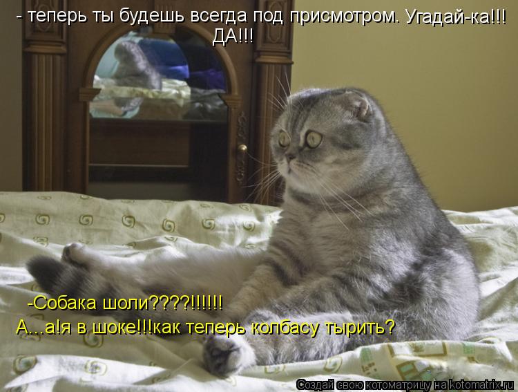 Котоматрица: - теперь ты будешь всегда под присмотром. Угадай-ка!!! -Собака шоли????!!!!!! ДА!!! А...а!я в шоке!!!как теперь колбасу тырить?