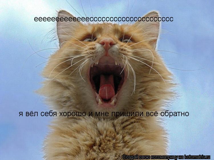 Котоматрица: ееееееееееееессссссссссссссссссссс я вёл себя хорошо и мне пришили всё обратно
