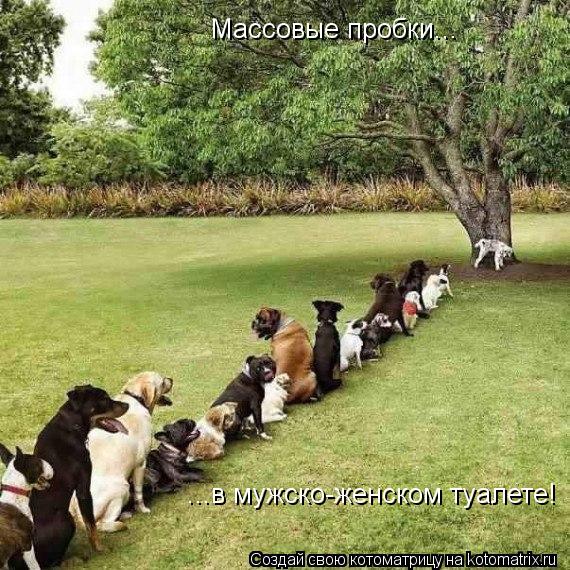 Котоматрица: Массовые пробки... ...в мужско-женском туалете!