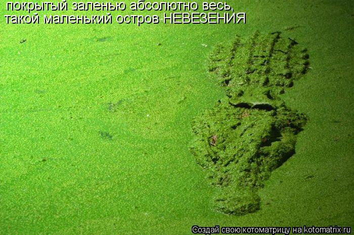 Котоматрица: покрытый заленью абсолютно весь, такой маленький остров НЕВЕЗЕНИЯ