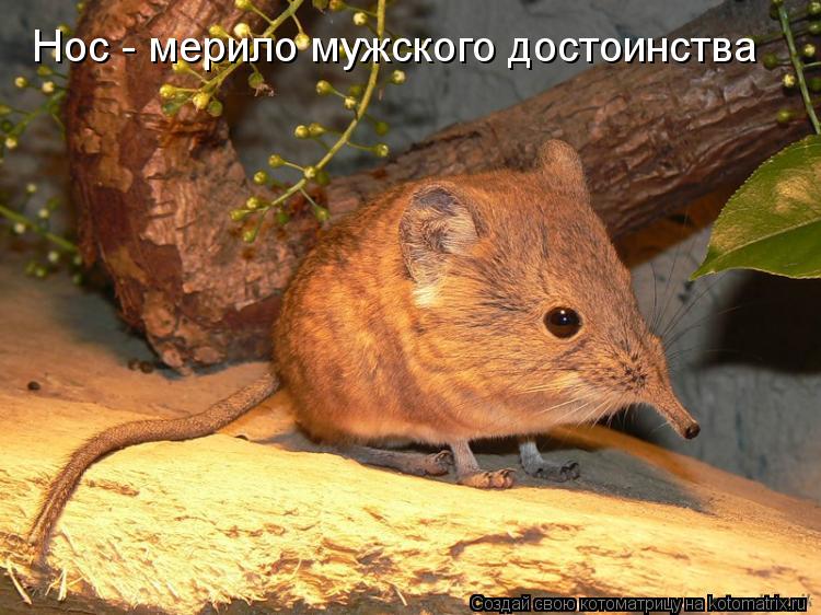 Котоматрица: Нос - мерило мужского достоинства