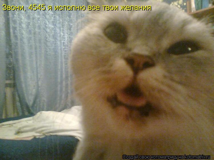 Котоматрица: Звони, 4545 я исполню все твои желания