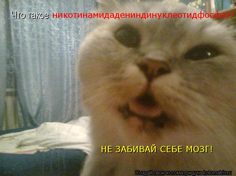 Котоматрица: Что такое  никотинамидадениндинуклеотидфосфат? НЕ ЗАБИВАЙ СЕБЕ МОЗГ!