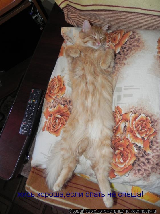 Котоматрица: жись хороша,если спать не спеша!