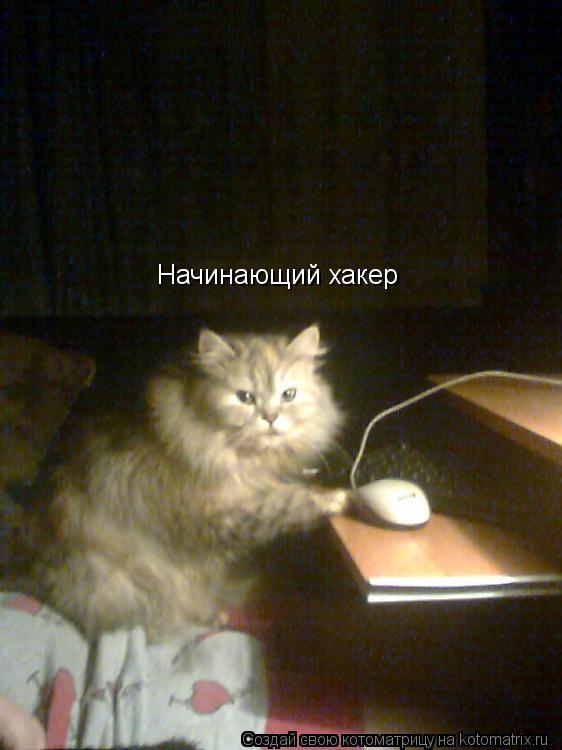 Котоматрица: Начинающий хакер