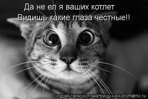 Котоматрица: Да не ел я ваших котлет Видишь какие глаза честные!!