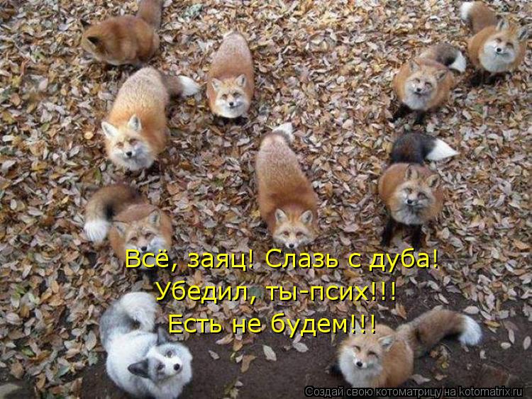Всё, заяц! Слазь с дуба! Убедил, ты-псих!!! Есть не будем!!!... Котоматрица: Всё, заяц! Слазь с дуба! Убедил, ты-псих!!! Есть не будем!!!