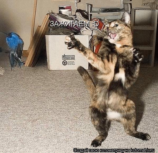 Котоматрица: ЗАЖИГАЕМ :D