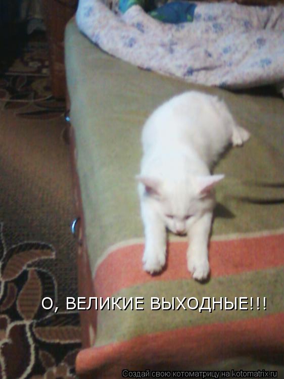 О, ВЕЛИКИЕ ВЫХОДНЫЕ!!!... Котоматрица: О, ВЕЛИКИЕ ВЫХОДНЫЕ!!!