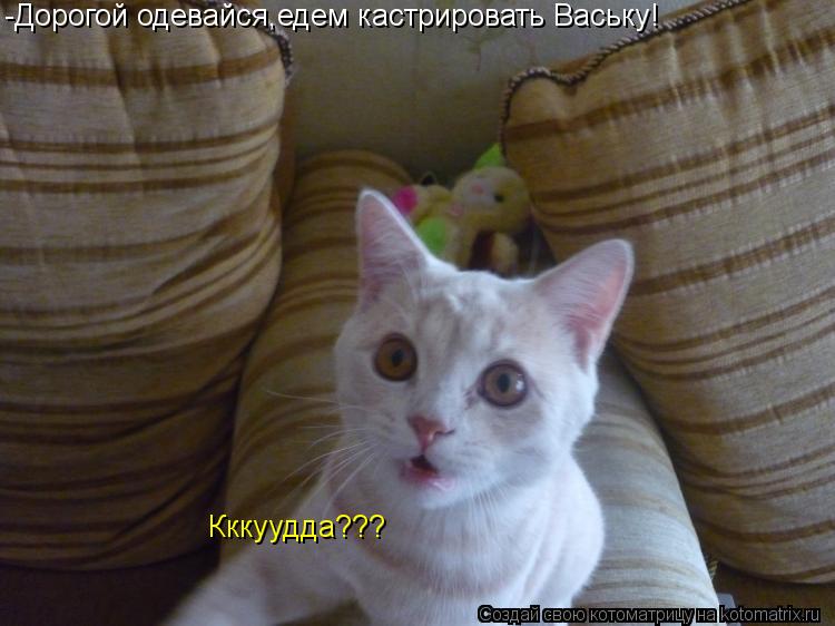 -Дорогой одевайся,едем кастрировать Ваську! Кккуудда???... Котоматрица: -Дорогой одевайся,едем кастрировать Ваську! Кккуудда???