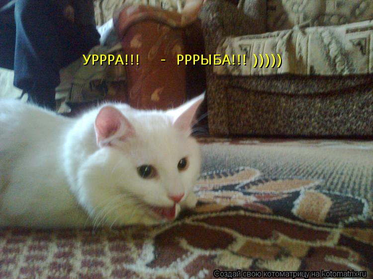 УРРРА!!! - РРРЫБА!!! )))))... Котоматрица: УРРРА!!! - РРРЫБА!!! )))))