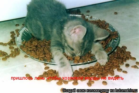 Котоматрица: пришлось лечь чтобы хозяевой морды не видеть пришлось лечь чтобы хозяевой морды не видеть