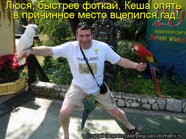 Котоматрица: Люся, быстрее фоткай, Кеша опять  в причинное место вцепился,гад!