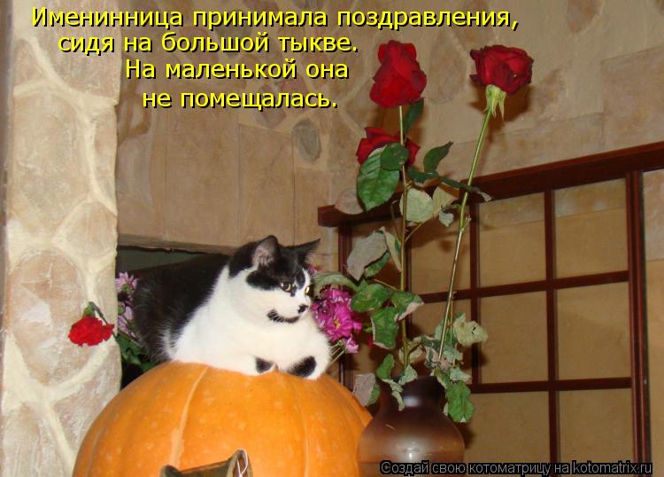 Котоматрица: Именинница принимала поздравления, сидя на большой тыкве. На маленькой она  не помещалась.