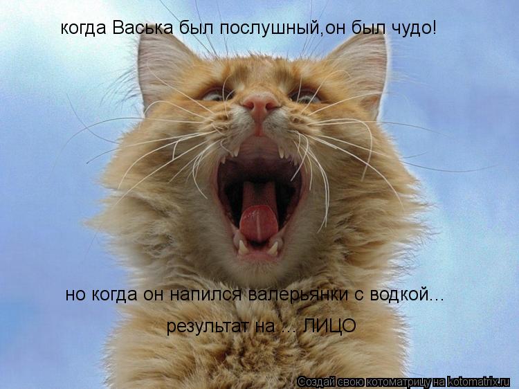 Котоматрица: когда Васька был послушный,он был чудо! но когда он напился валерьянки с водкой... результат на ... ЛИЦО