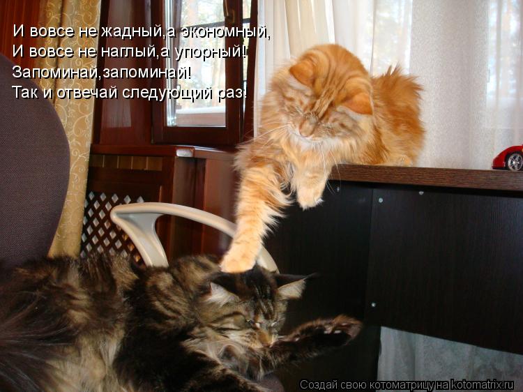 Котоматрица: И вовсе не жадный,а экономный, И вовсе не наглый,а упорный! Запоминай,запоминай! Так и отвечай следующий раз!