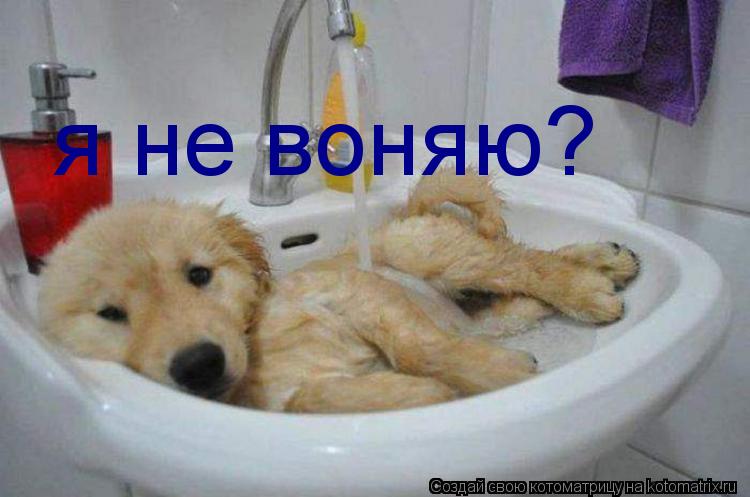 я не воняю?... Котоматрица: я не воняю?