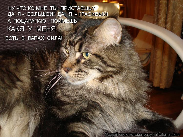 НУ ЧТО КО МНЕ ТЫ ПРИСТАЕШЬ? ДА, Я - БОЛЬШОЙ! ДА, Я - КРАСИВЫЙ! А ПОЦАРАПАЮ - ПОЙМЕШЬ ЕСТЬ В ... Котоматрица: НУ ЧТО КО МНЕ ТЫ ПРИСТАЕШЬ? ДА, Я - БОЛЬШОЙ! ДА, Я - КРАСИВЫЙ! А ПОЦАРАПАЮ - ПОЙМЕШЬ ЕСТЬ В ЛАПАХ СИЛА! КАКЯ У МЕНЯ