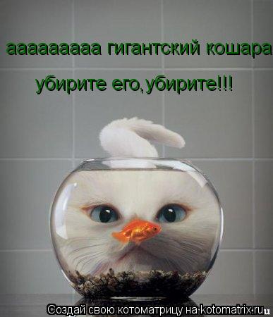 ааааааааа гигантский кошара убирите его,убирите!!! убирите его,убирите!!!... Котоматрица: ааааааааа гигантский кошара убирите его,убирите!!! убирите его,убирите!!!