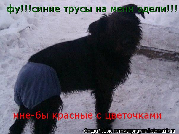 фу!!!синие трусы на меня одели!!! мне-бы красные с цветочками... Котоматрица: фу!!!синие трусы на меня одели!!! мне-бы красные с цветочками