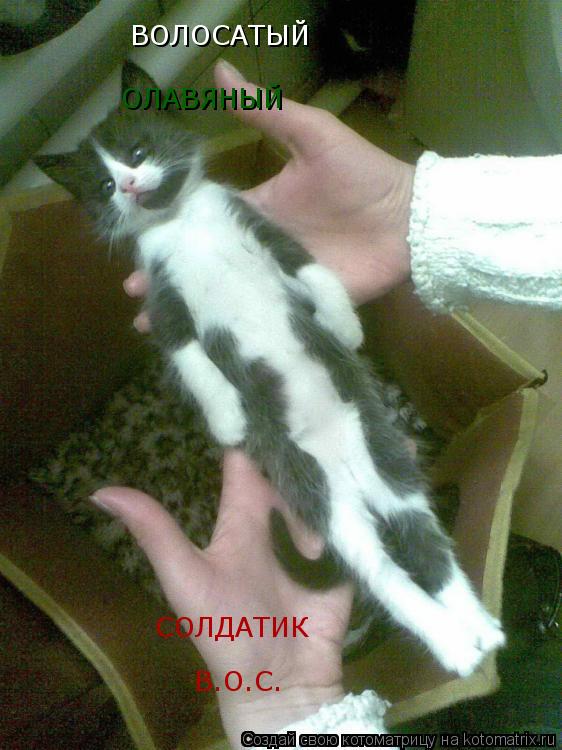 ВОЛОСАТЫЙ ОЛАВЯНЫЙ СОЛДАТИК В.О.С.... Котоматрица: ВОЛОСАТЫЙ ОЛАВЯНЫЙ СОЛДАТИК В.О.С.