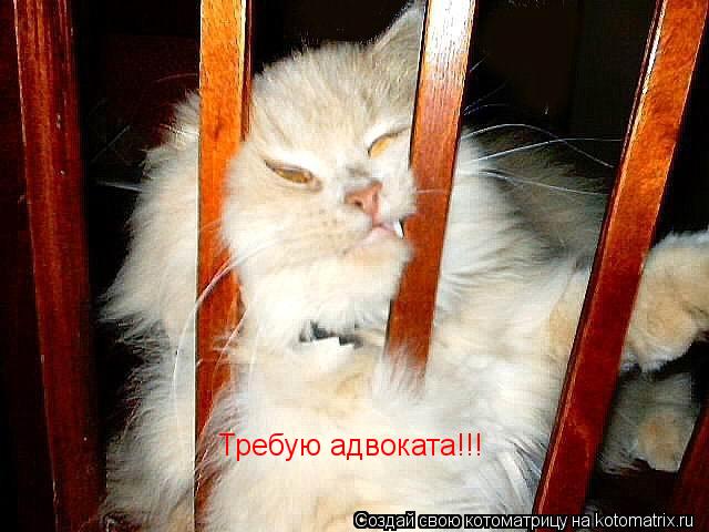 Требую адвоката!!!... Котоматрица: Требую адвоката!!!