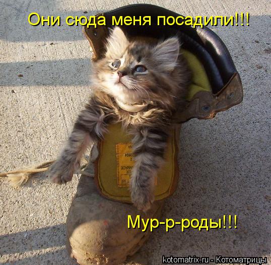 Они сюда меня посадили!!! Мур-р-роды!!!... Котоматрица: Они сюда меня посадили!!! Мур-р-роды!!!