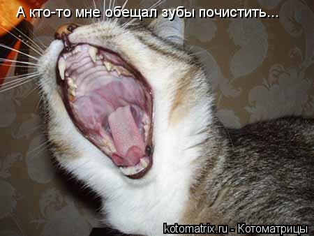 А кто-то мне обещал зубы почистить...... Котоматрица: А кто-то мне обещал зубы почистить...