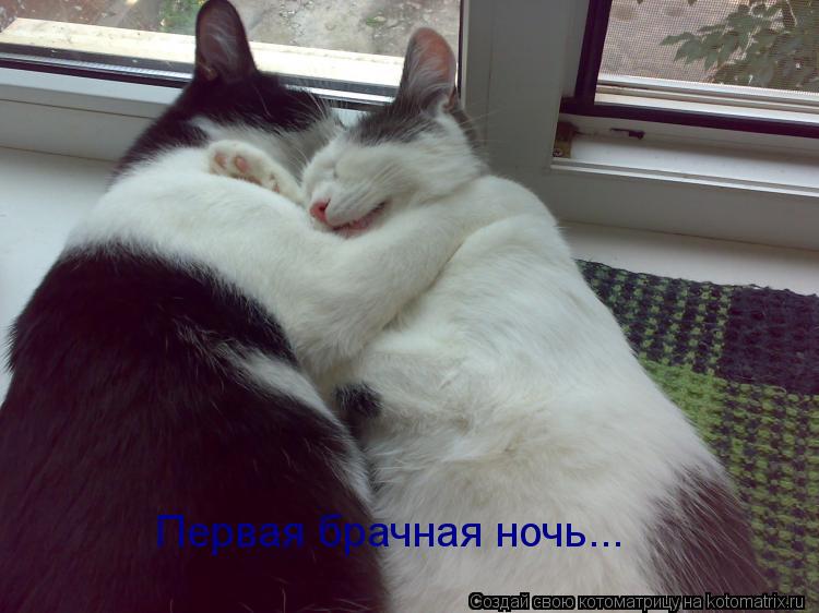 Первая брачная ночь...... Котоматрица: Первая брачная ночь...