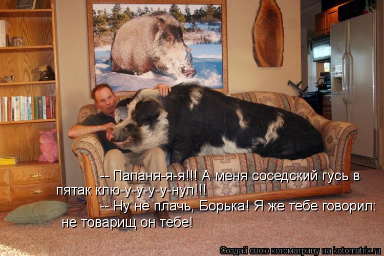 -- Папаня-я-я!!! А меня соседский гусь в пятак клю-у-у-у-у-нул!!! -- Ну не плачь, Борька! Я же тебе ... Котоматрица: -- Папаня-я-я!!! А меня соседский гусь в пятак клю-у-у-у-у-нул!!! -- Ну не плачь, Борька! Я же тебе говорил: не товарищ он тебе!