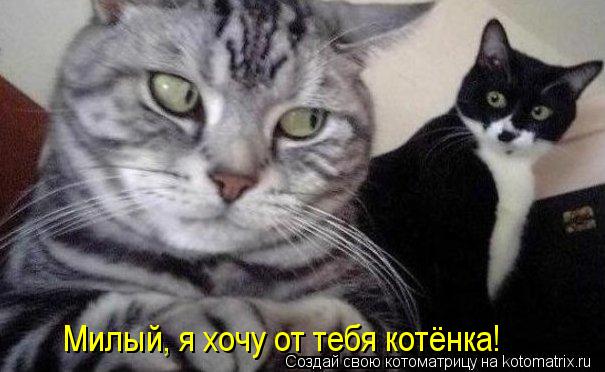 Милый, я хочу от тебя котёнка!... Котоматрица: Милый, я хочу от тебя котёнка!
