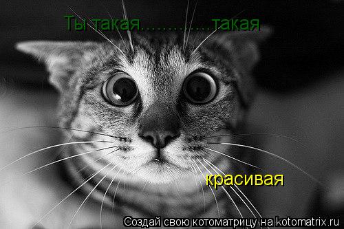 Ты такая.............такая красивая... Котоматрица: Ты такая.............такая красивая