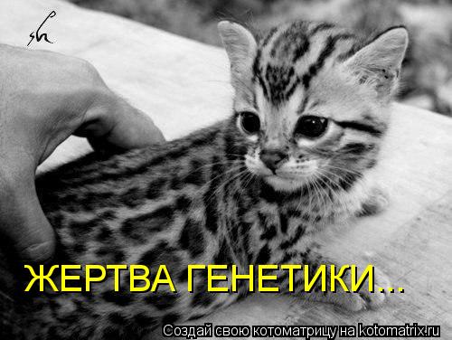 ЖЕРТВА ГЕНЕТИКИ...... Котоматрица: ЖЕРТВА ГЕНЕТИКИ...