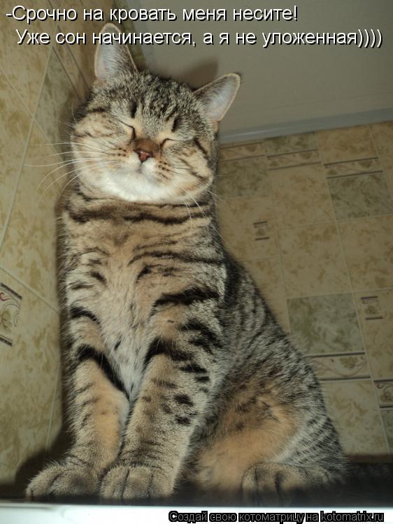 Котоматрица: -Срочно на кровать меня несите!                                                                                   Уже сон начинается, а я не уложенный