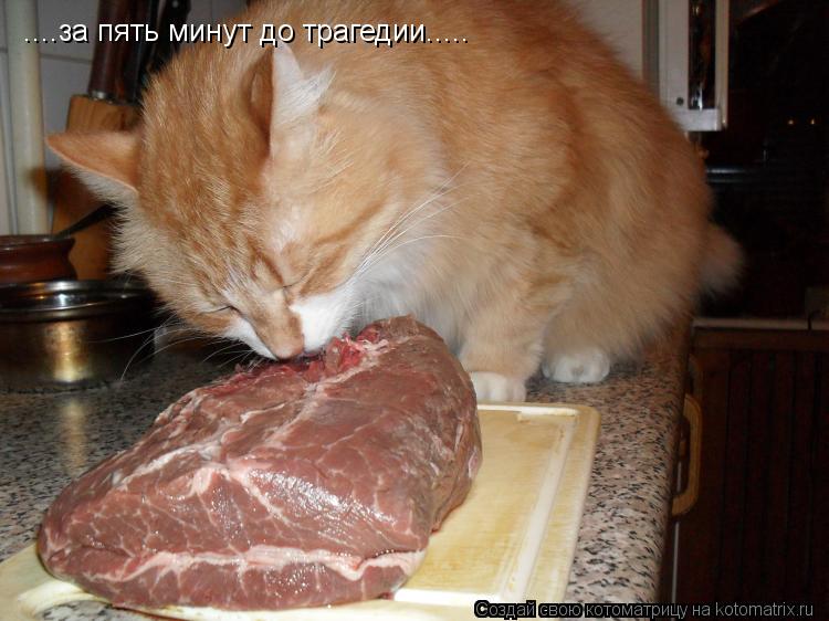 Котоматрица: ....за пять минут до трагедии.....