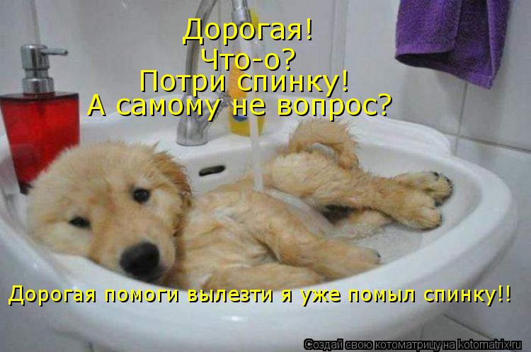 Котоматрица: Дорогая! Что-о? Потри спинку! А самому не вопрос? Дорогая помоги вылезти я уже помыл спинку!!