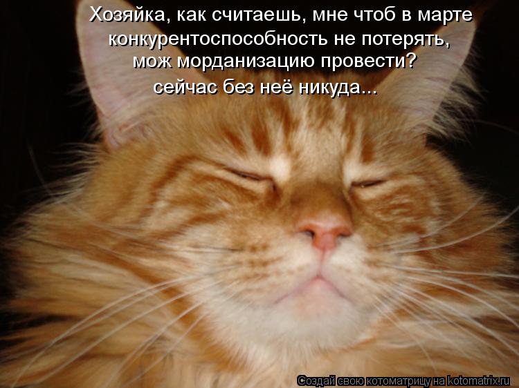 Котоматрица: Хозяйка, как считаешь, мне чтоб в марте  сейчас без неё никуда... мож морданизацию провести? конкурентоспособность не потерять,