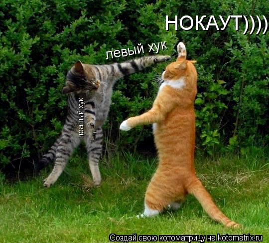 Котоматрица: левый хук правый хук НОКАУТ))))