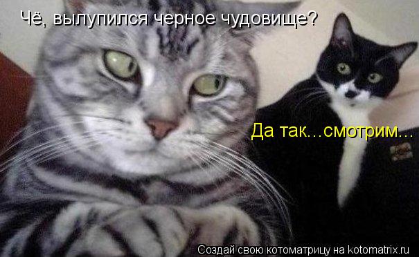 Котоматрица: Чё, вылупился черное чудовище? Да так...смотрим...