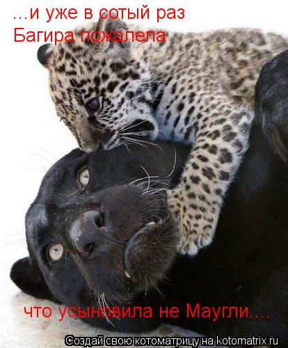 Котоматрица: ...и уже в сотый раз Багира пожалела что усыновила не Маугли....