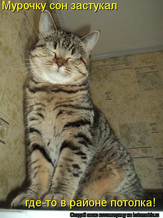 Котоматрица: Мурочку сон застукал  где-то в районе потолка!