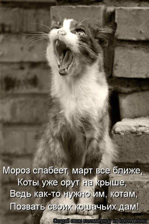 Мороз слабеет, март все ближе, Коты уже орут на крыше, Ведь как-то нужно им, котам, Позвать своих кош... Котоматрица: Мороз слабеет, март все ближе, Коты уже орут на крыше, Ведь как-то нужно им, котам, Позвать своих кошачьих дам!