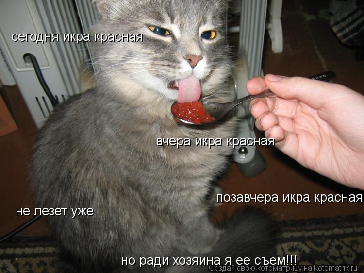 Котоматрица: сегодня икра красная  вчера икра красная  позавчера икра красная не лезет уже но ради хозяина я ее съем!!!