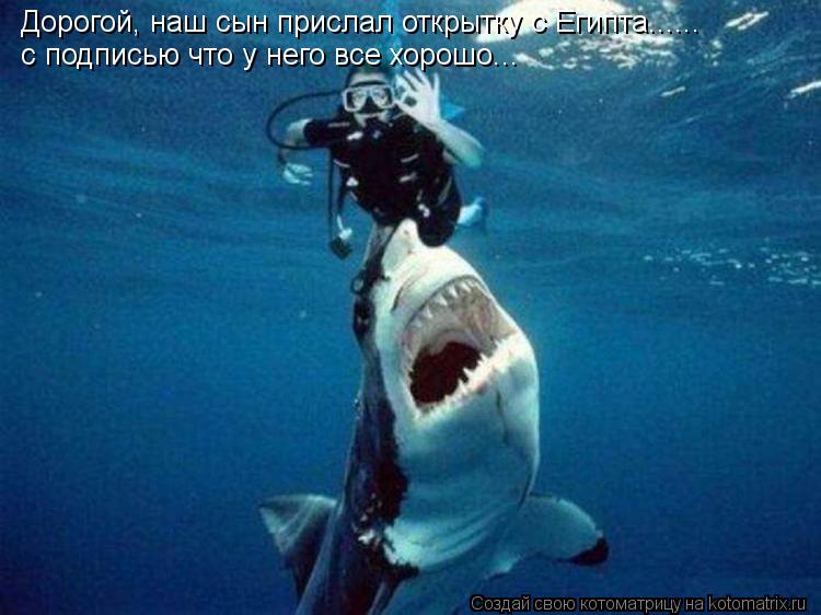 Дорогой, наш сын прислал открытку с Египта...... с подписью что у него все хорошо...... Котоматрица: Дорогой, наш сын прислал открытку с Египта...... с подписью что у него все хорошо...