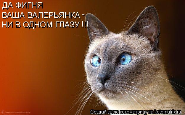 ДА ФИГНЯ ВАША ВАЛЕРЬЯНКА - НИ В ОДНОМ ГЛАЗУ !!!... Котоматрица: ДА ФИГНЯ ВАША ВАЛЕРЬЯНКА - НИ В ОДНОМ ГЛАЗУ !!!